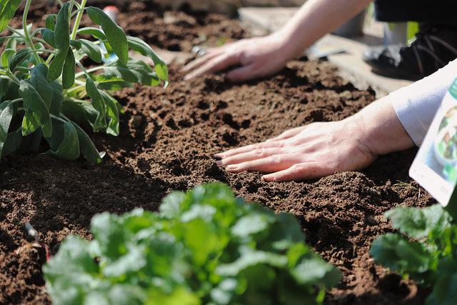 Is Screened Topsoil Good for Vegetable Garden