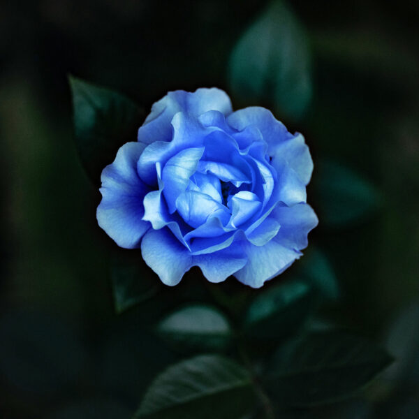 Is There a Blue Gardenia Flower
