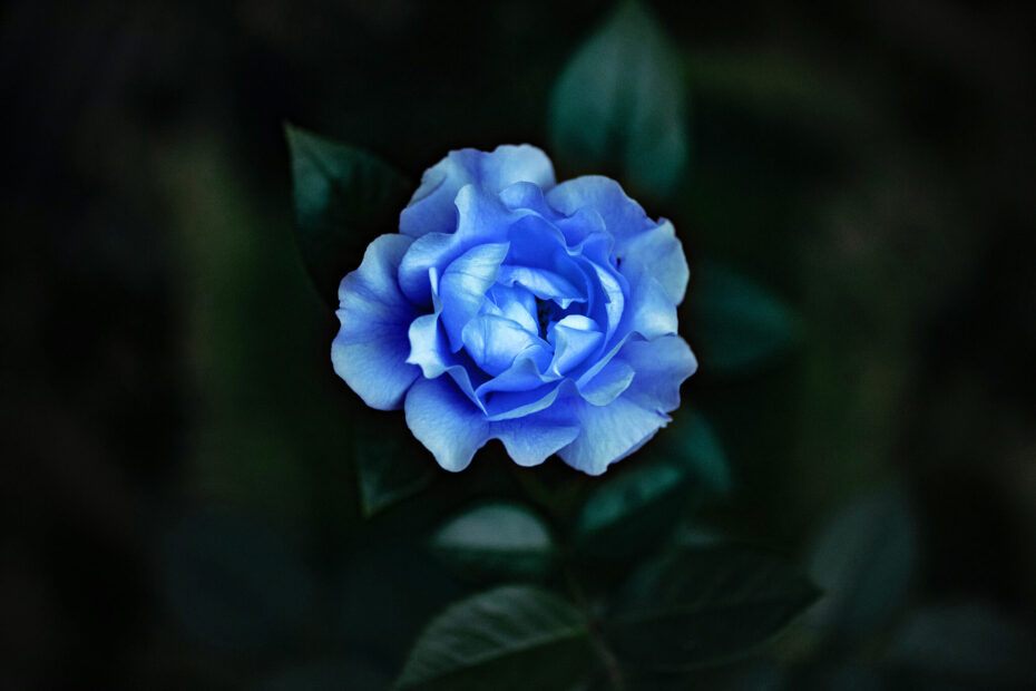 Is There a Blue Gardenia Flower