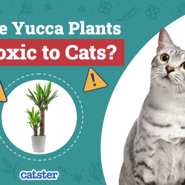 Is Yucca Plant Toxic to Cats
