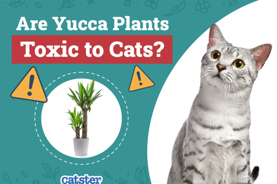 Is Yucca Plant Toxic to Cats