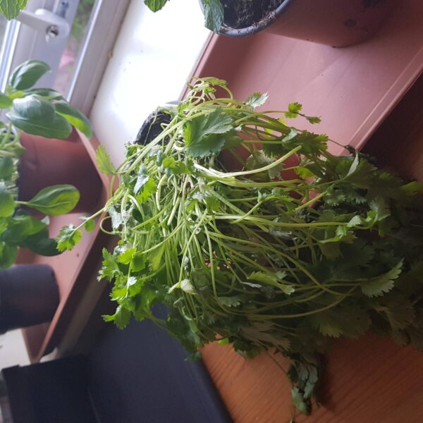 My Cilantro Plant is Limp