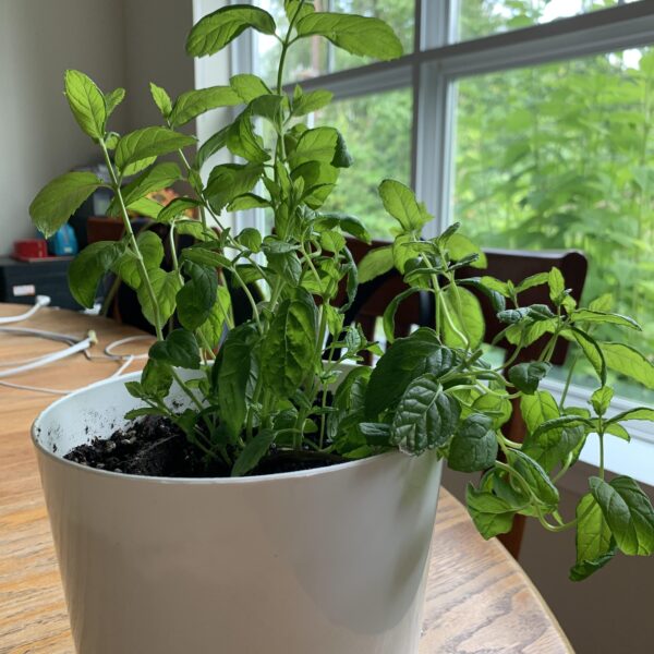 My Mint Plant is Drooping