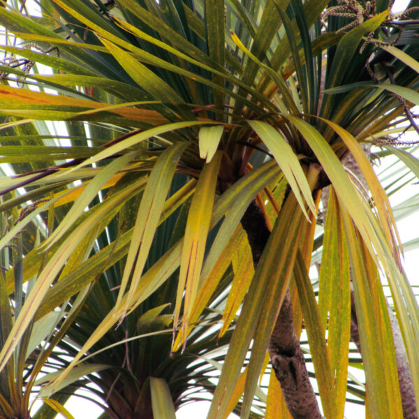 My Palm Tree Leaves Are Turning Yellow