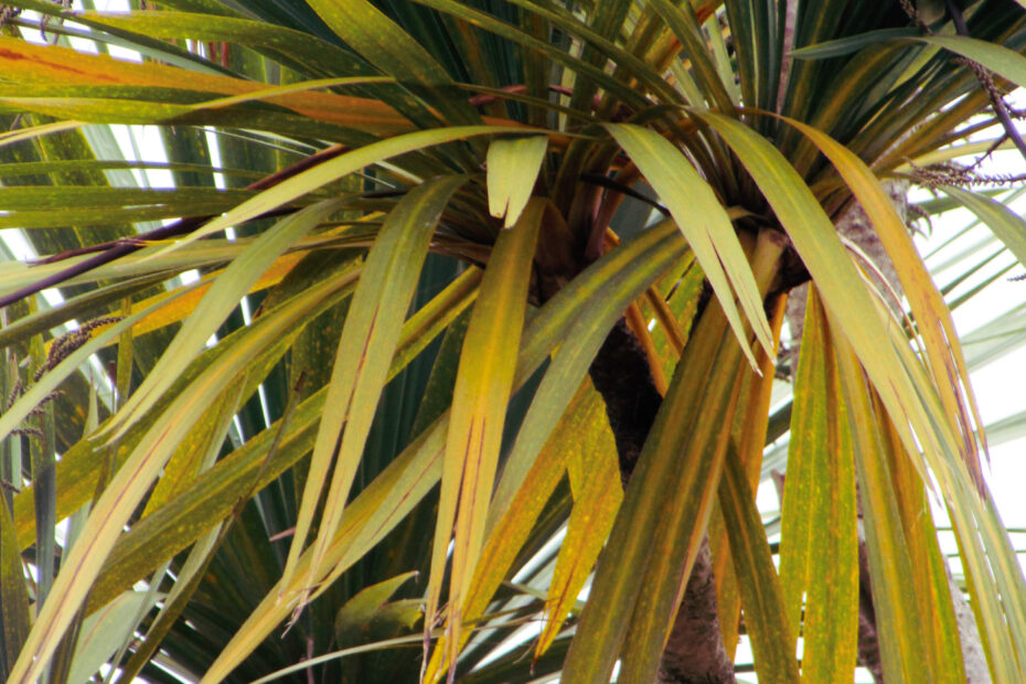 My Palm Tree Leaves Are Turning Yellow