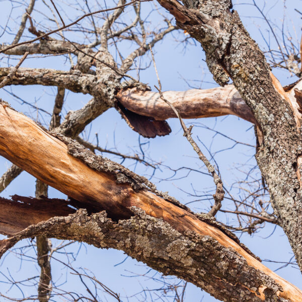 Tree is Dying What to Do