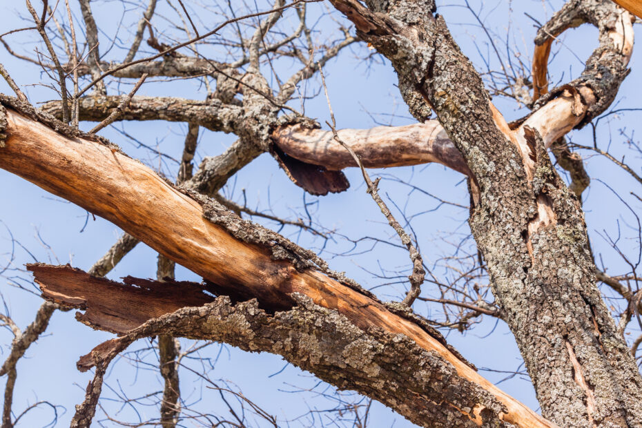Tree is Dying What to Do