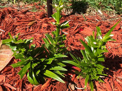 What Animals Eat Lily Plants