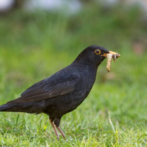 What Are Birds Eating in My Lawn