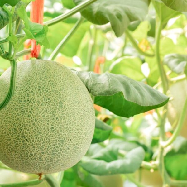 What Can You Plant with Cantaloupe