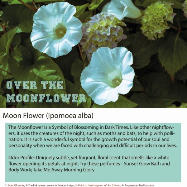 What Does Moonflower Smell Like