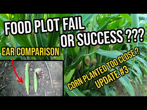 What Happens if You Plant Corn Too Close Together