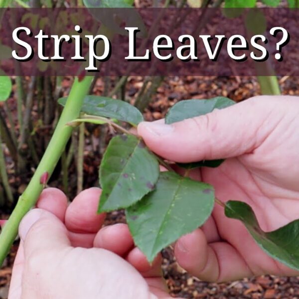 What is Stripping My Rose Leaves