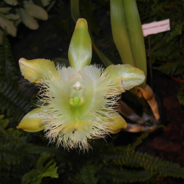 What is the National Flower of Honduras