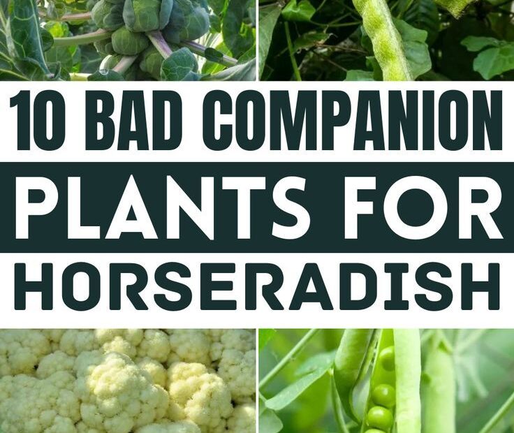 What Not to Plant with Horseradish