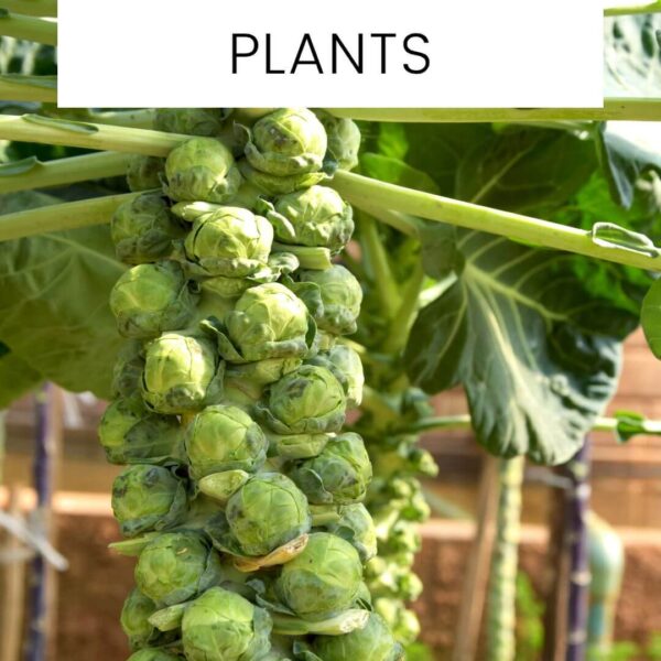 What to Companion Plant with Brussel Sprouts