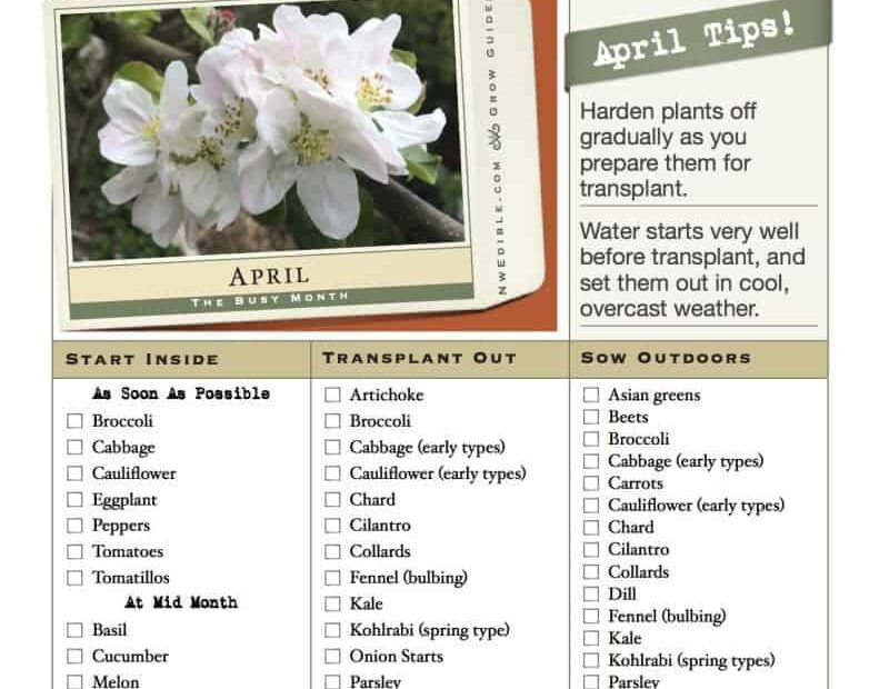 What to Plant in April in Seattle