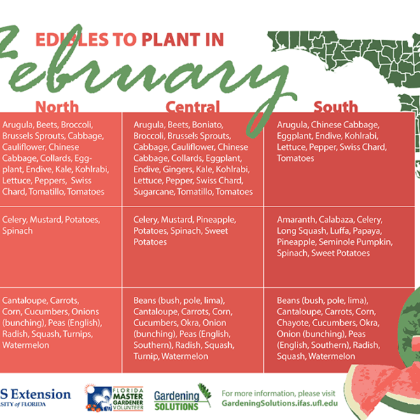 What to Plant in February in Florida