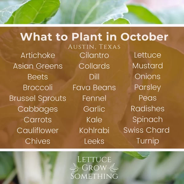 What to Plant in October in Central Texas