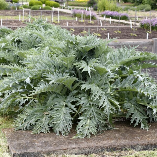 What to Plant with Artichokes