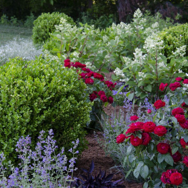 What to Plant with Boxwood