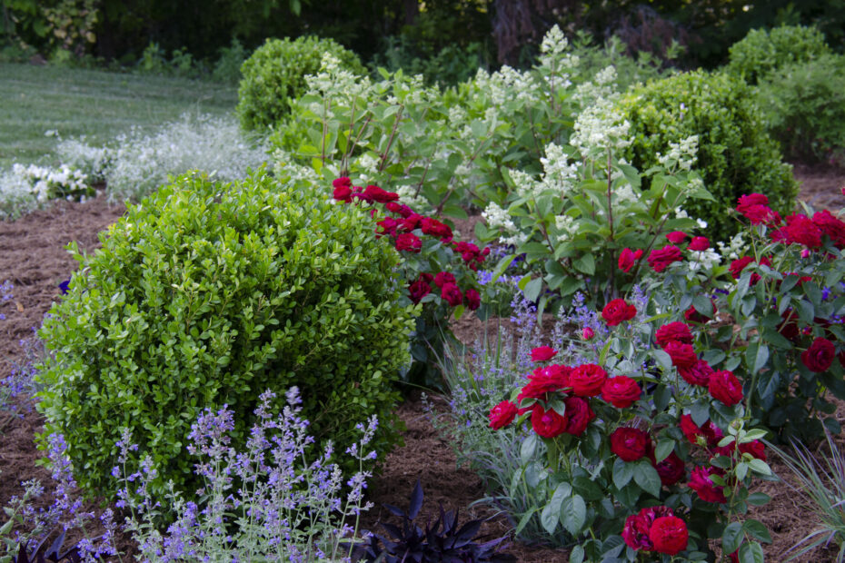 What to Plant with Boxwood