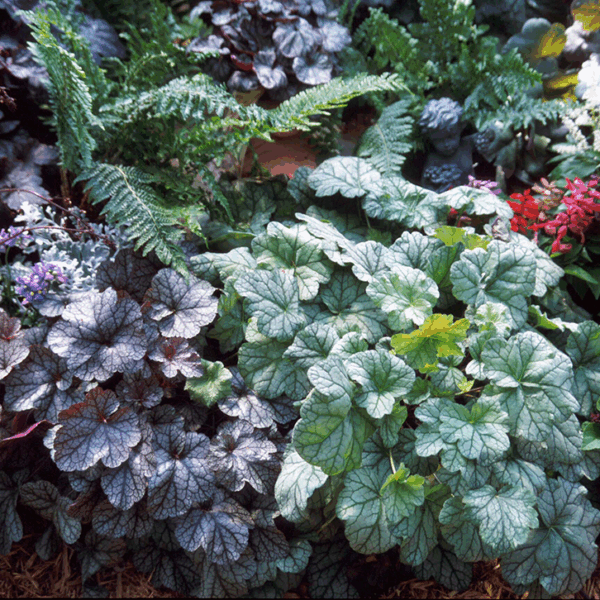 What to Plant with Heuchera