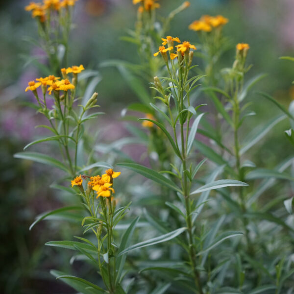 What to Plant with Tarragon