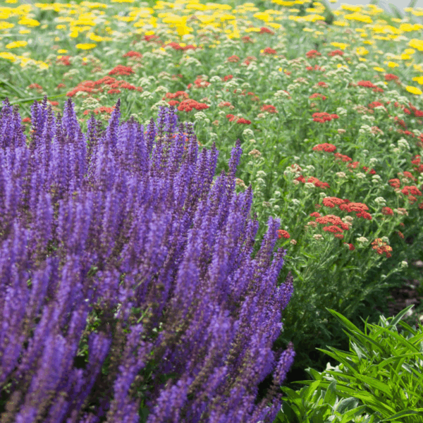 What to Plant with Yarrow