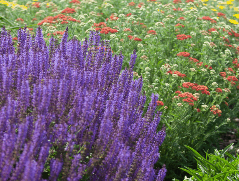 What to Plant with Yarrow