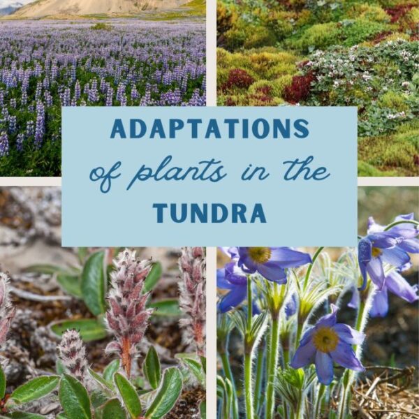 What Tundra Plants Need 7