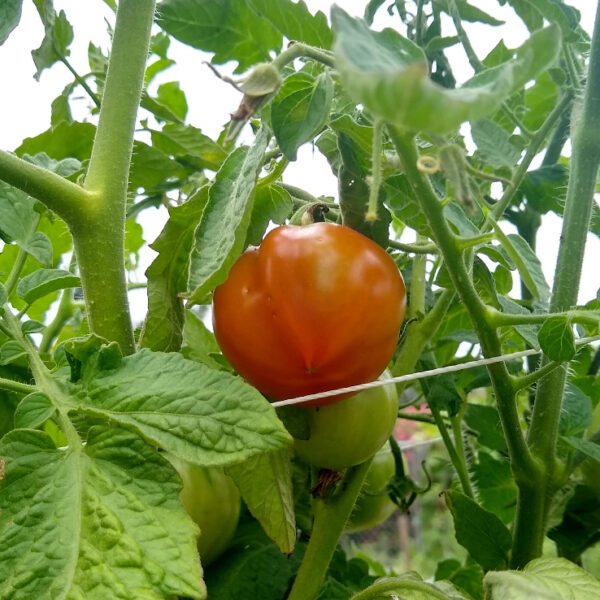 When is the Best Time to Plant Tomatoes in California