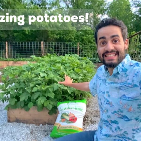 When to Fertilize Potatoes Plants