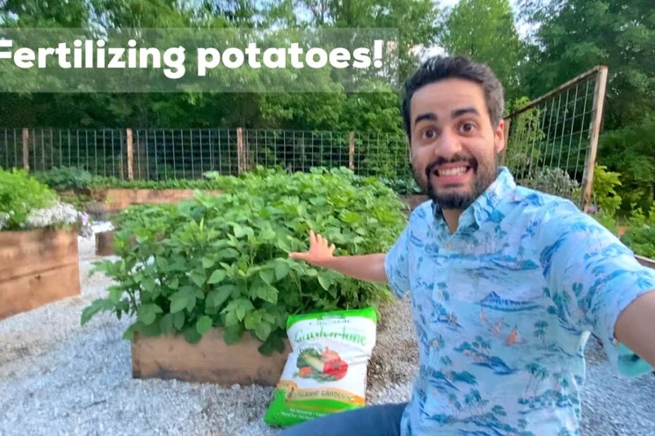 When to Fertilize Potatoes Plants