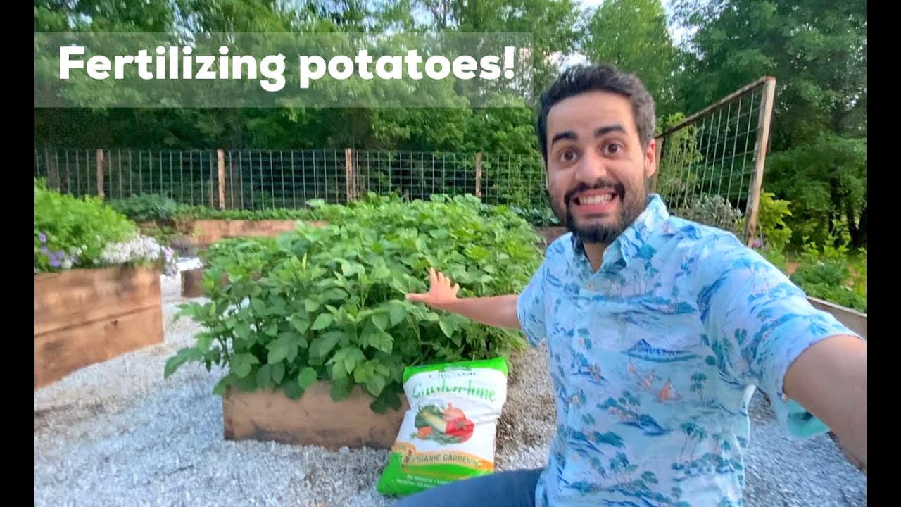 When to Fertilize Potatoes Plants