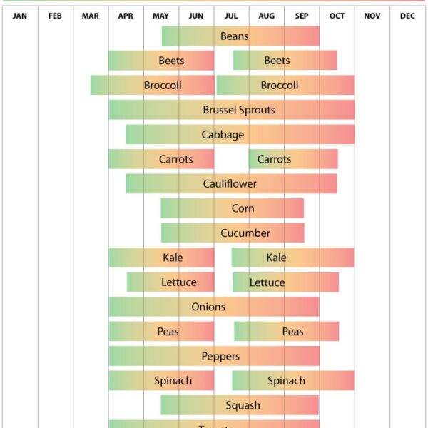 When to Plant Carrots Massachusetts