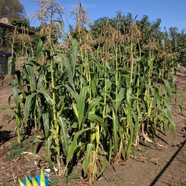 When to Plant Corn in Southern California