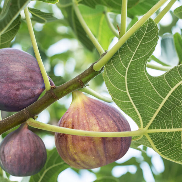 When to Plant Fig Trees in Georgia