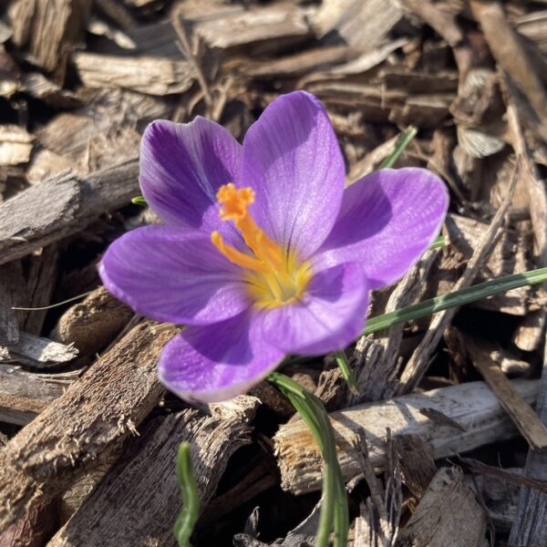When to Plant Flowers in Indiana