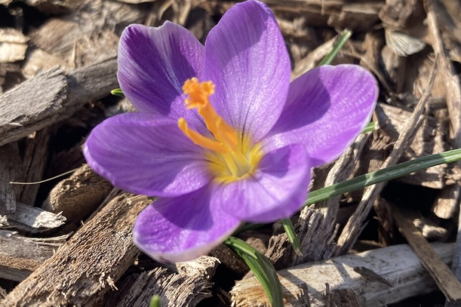 When to Plant Flowers in Indiana