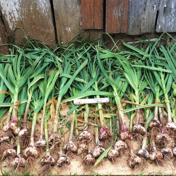 When to Plant Garlic in Georgia