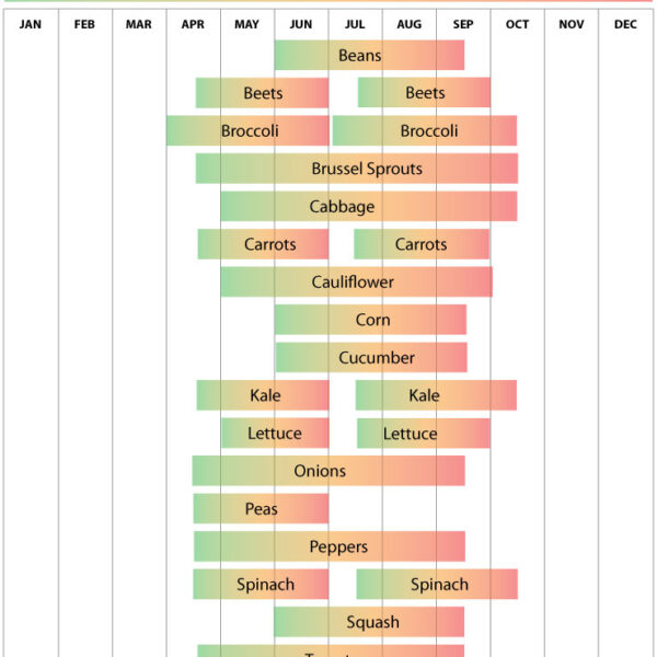 When to Plant Lettuce in Utah