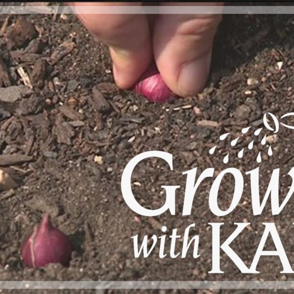 When to Plant Onions in Minnesota