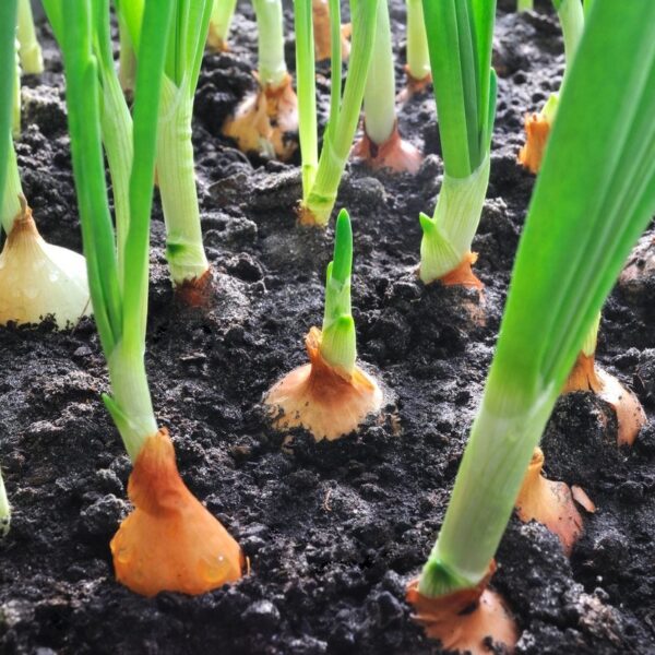 When to Plant Onions in Zone 8a