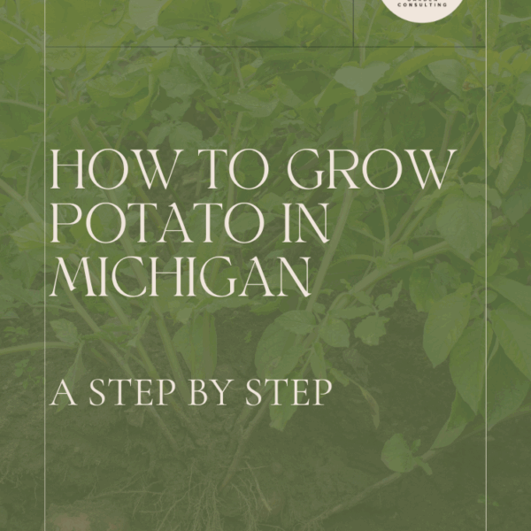 When to Plant Potatoes in Michigan