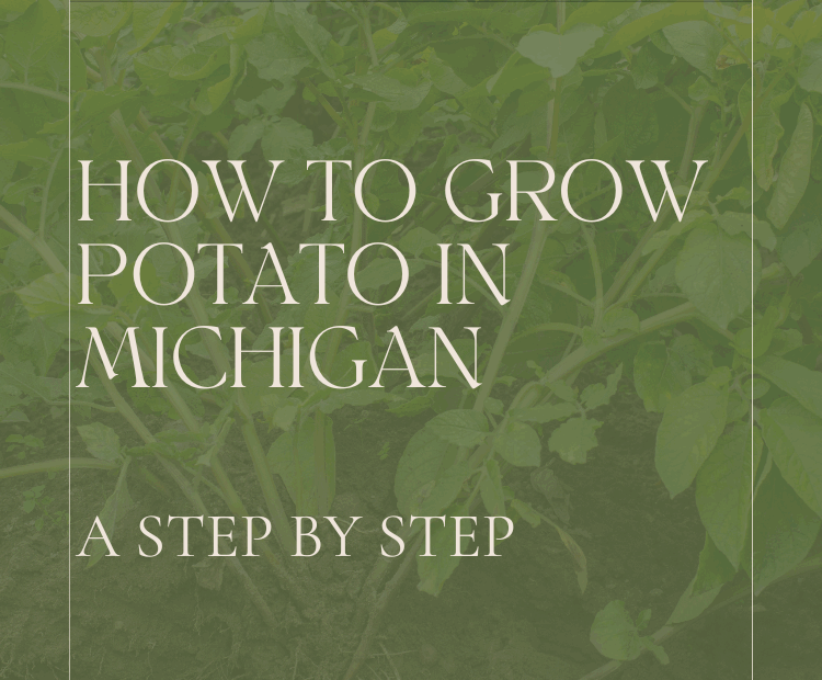 When to Plant Potatoes in Michigan