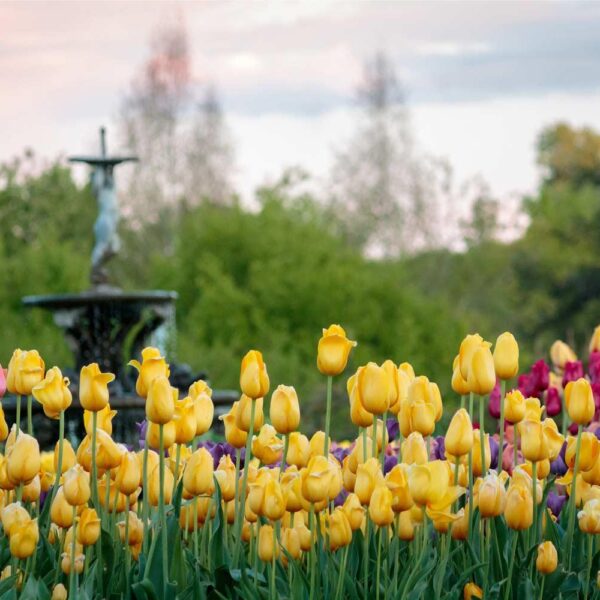 When to Plant Tulips in Mn