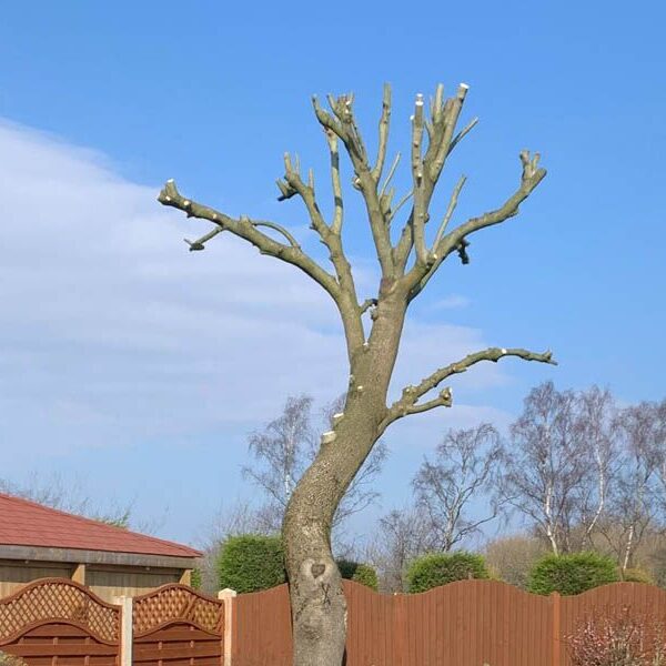 When to Prune Ash Trees