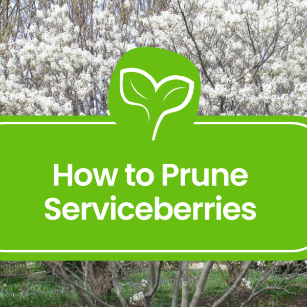 When to Prune Serviceberry