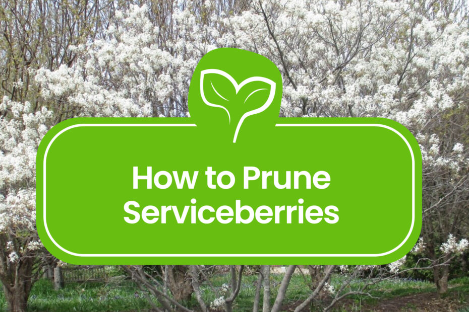 When to Prune Serviceberry